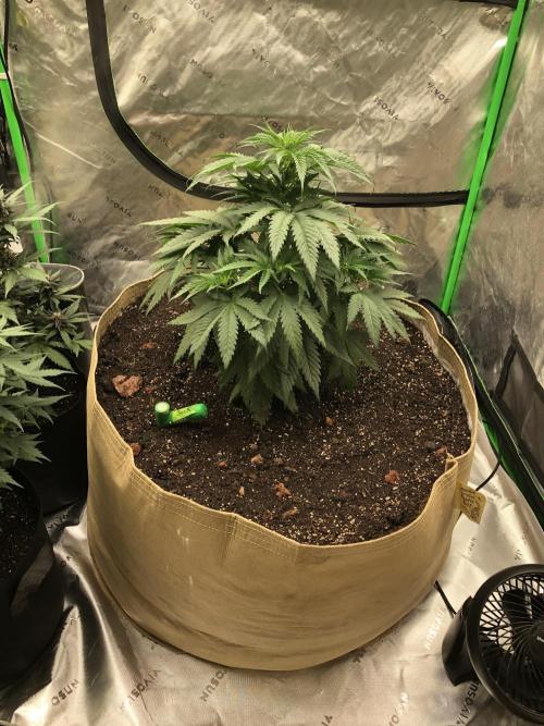 Colombian Jack Kannabia Indoor Spring 26. Week 6