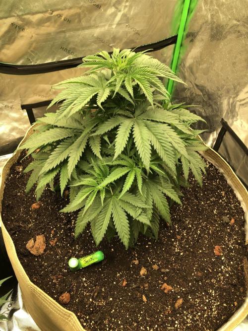 Colombian Jack Kannabia Indoor Spring 26. Week 6