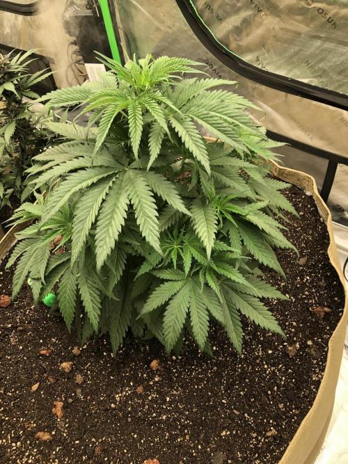 Colombian Jack Kannabia Indoor Spring 26. Week 6