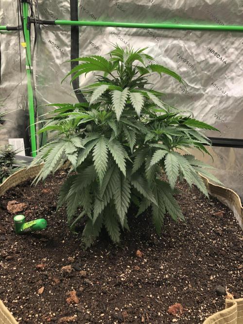 Colombian Jack Kannabia Indoor Spring 26. Week 6