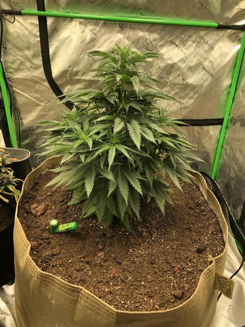 Colombian Jack Kannabia Indoor Spring 26. Week 6