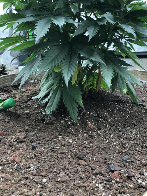 Colombian Jack Kannabia Indoor Spring 26. Week 6