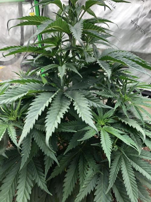 Colombian Jack Kannabia Indoor Spring 26. Week 6