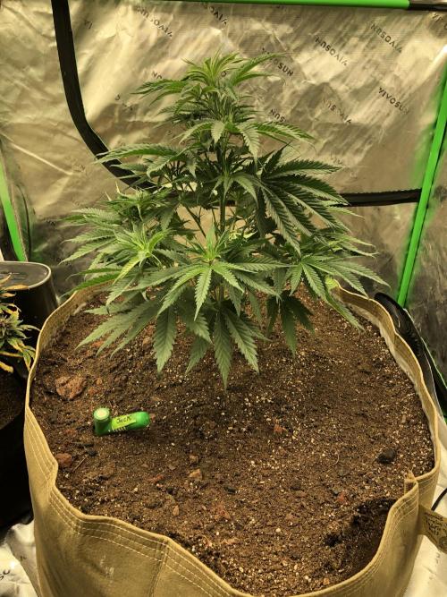 Colombian Jack Kannabia Indoor Spring 26. Week 6