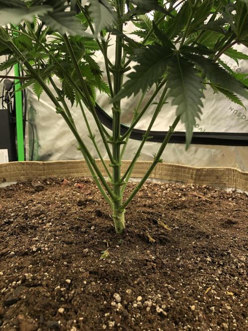 Colombian Jack Kannabia Indoor Spring 26. Week 6