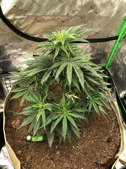 Colombian Jack Kannabia Indoor Spring 26. Week 6