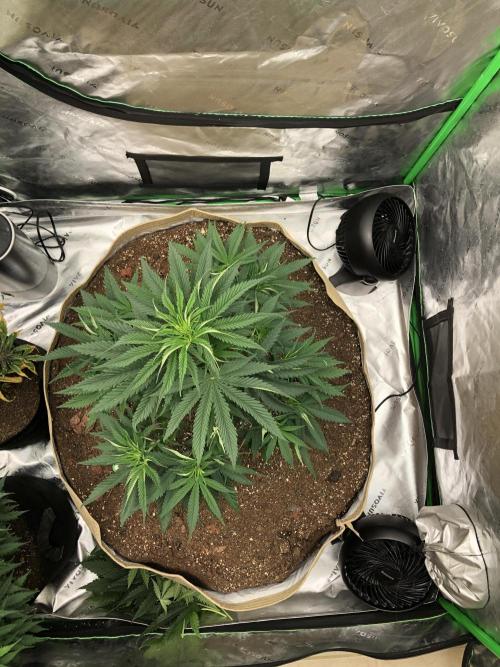Colombian Jack Kannabia Indoor Spring 26. Week 6