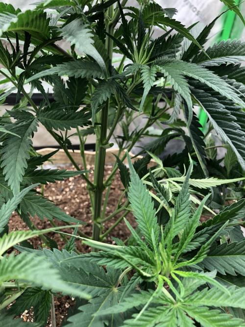 Colombian Jack Kannabia Indoor Spring 26. Week 6