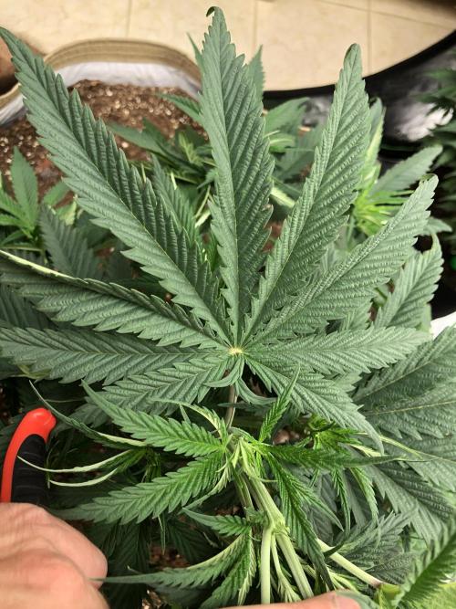 Colombian Jack Kannabia Indoor Spring 26. Week 6