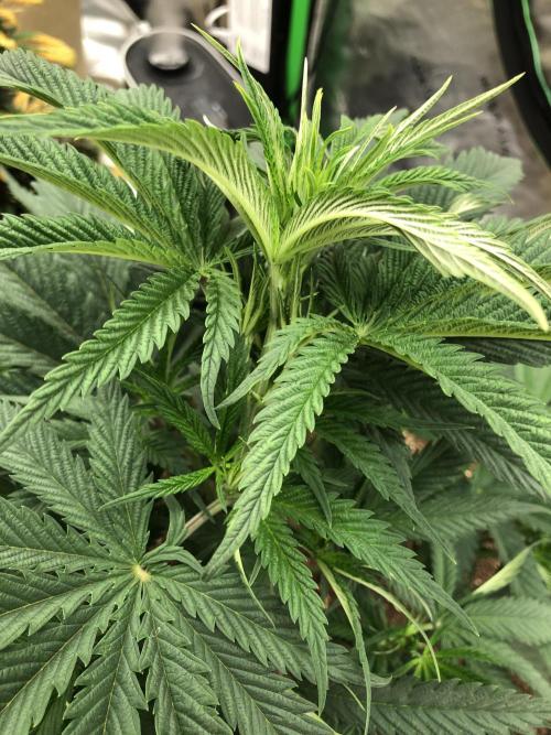 Colombian Jack Kannabia Indoor Spring 26. Week 6