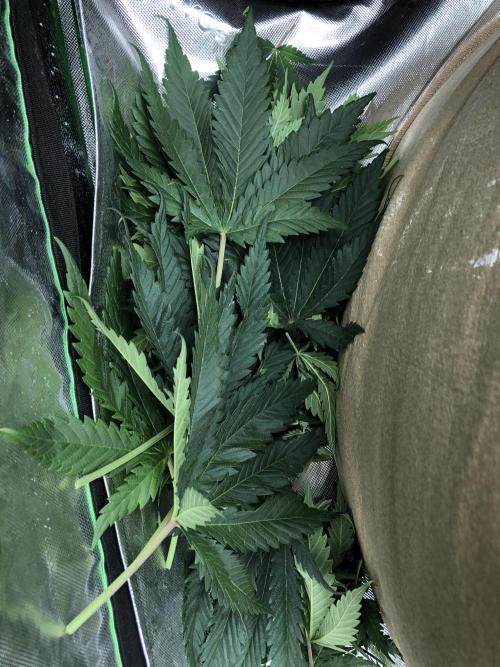 Colombian Jack Kannabia Indoor Spring 26. Week 6
