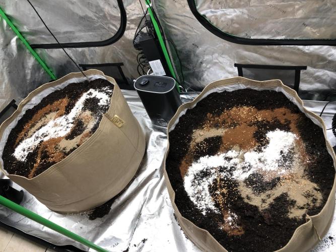 Karibbean Mango Indoor Spring 26. Week 5