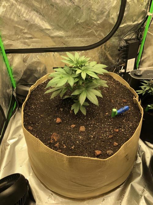 Karibbean Mango Indoor Spring 26. Week 5