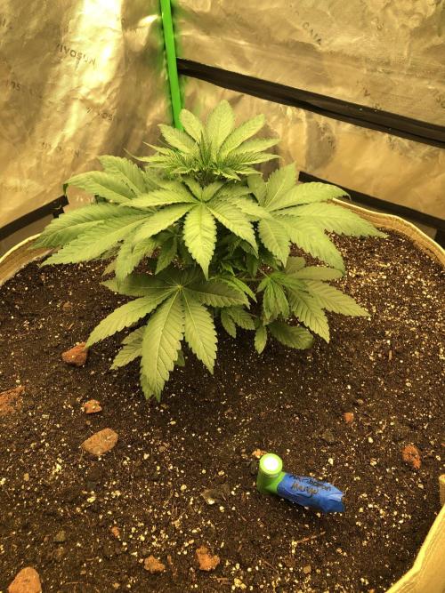 Karibbean Mango Indoor Spring 26. Week 5