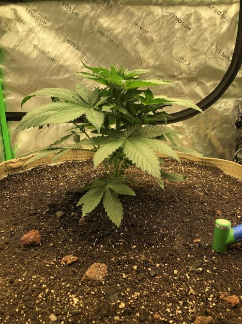 Karibbean Mango Indoor Spring 26. Week 5