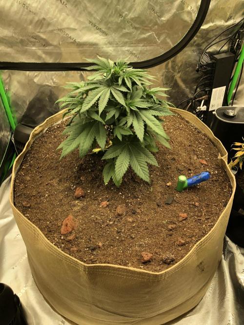 Karibbean Mango Indoor Spring 26. Week 5