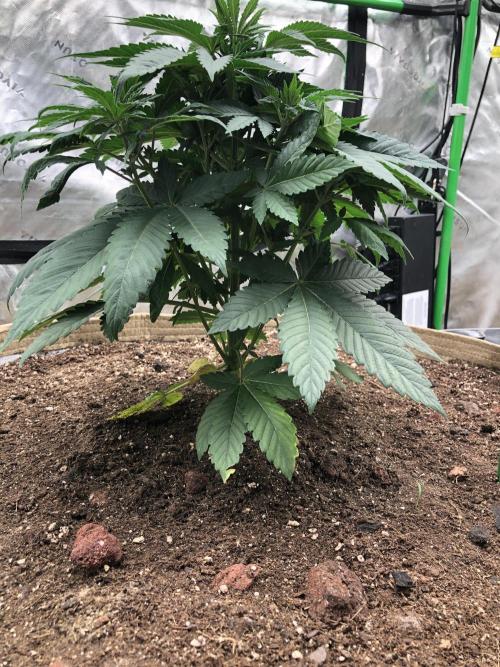 Karibbean Mango Indoor Spring 26. Week 5