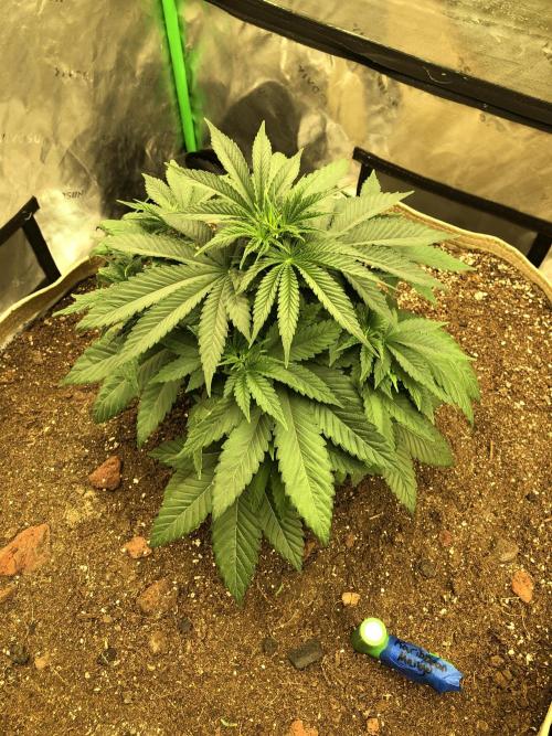 Karibbean Mango Indoor Spring 26. Week 5