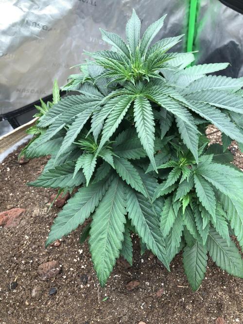 Karibbean Mango Indoor Spring 26. Week 5