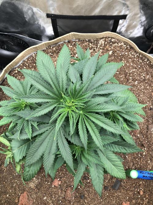 Karibbean Mango Indoor Spring 26. Week 5