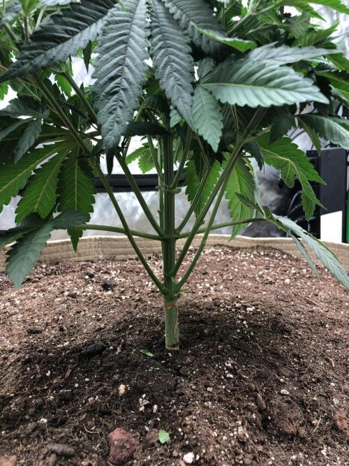 Karibbean Mango Indoor Spring 26. Week 5