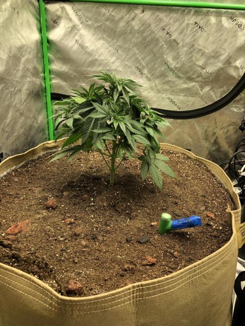 Karibbean Mango Indoor Spring 26. Week 5