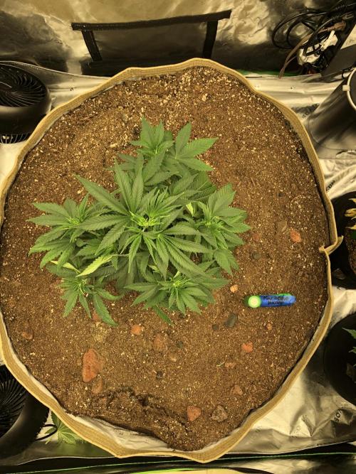 Karibbean Mango Indoor Spring 26. Week 5