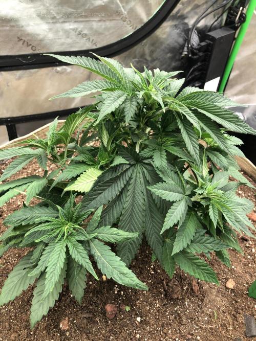 Karibbean Mango Indoor Spring 26. Week 5