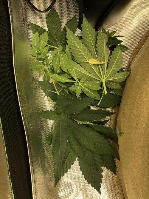 Karibbean Mango Indoor Spring 26. Week 5