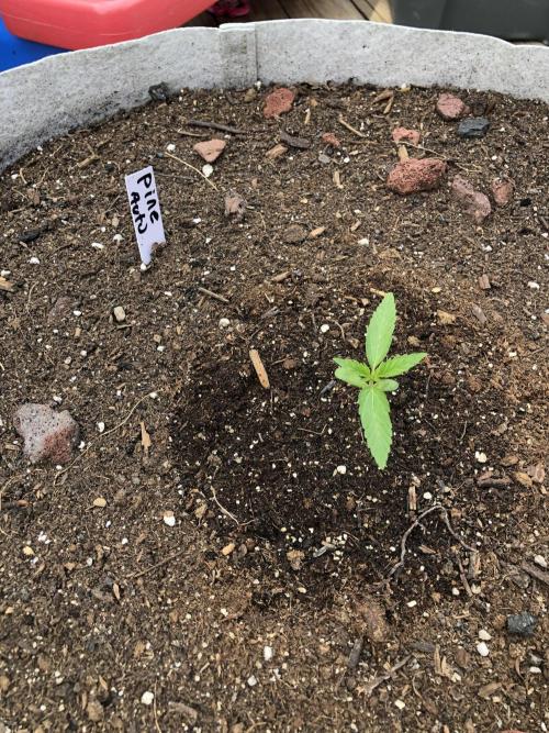 Pine Auto Outdoor Spring 26'. Week 1