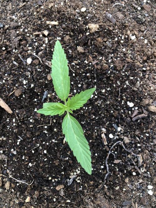 Pine Auto Outdoor Spring 26'. Week 1