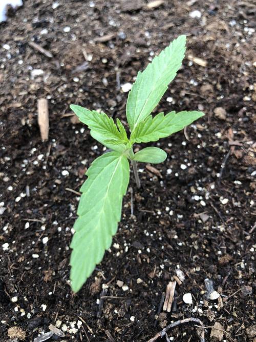 Pine Auto Outdoor Spring 26'. Week 1