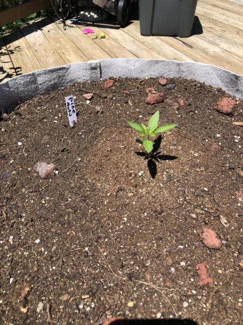 Pine Auto Outdoor Spring 26'. Week 1