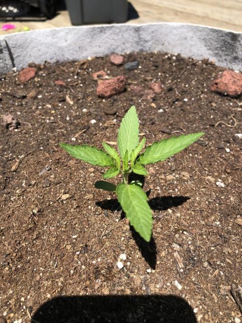 Pine Auto Outdoor Spring 26'. Week 1