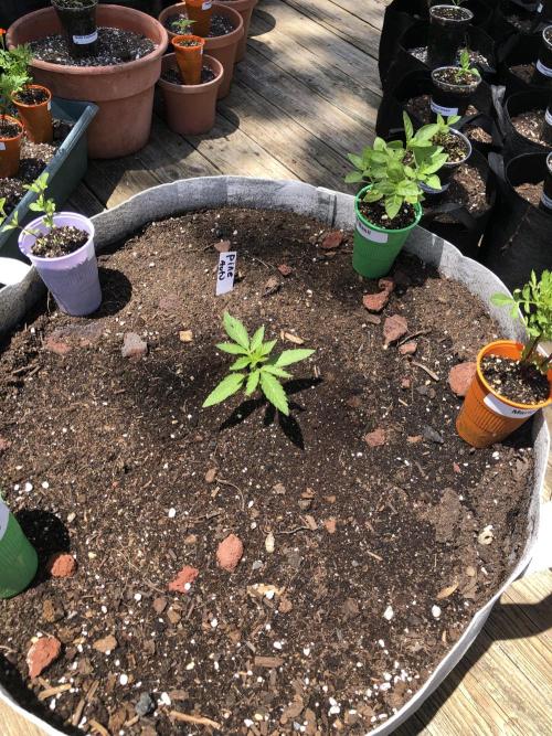 Pine Auto Outdoor Spring 26'. Week 1