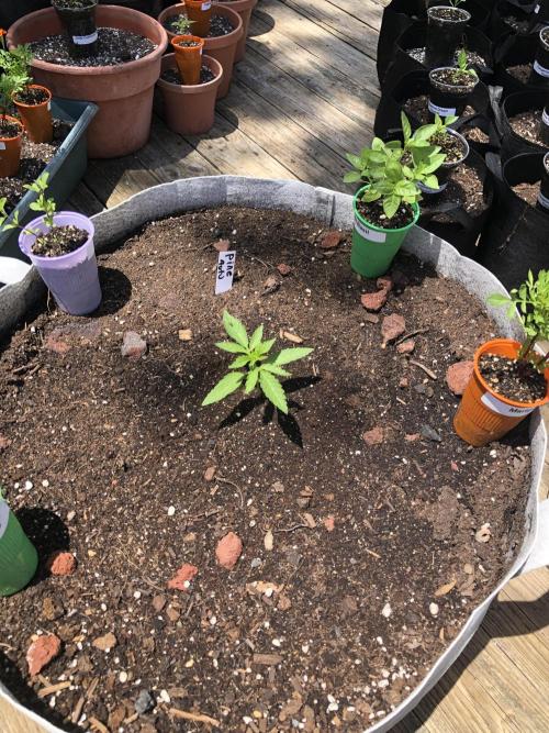 Pine Auto Outdoor Spring 26'. Week 1