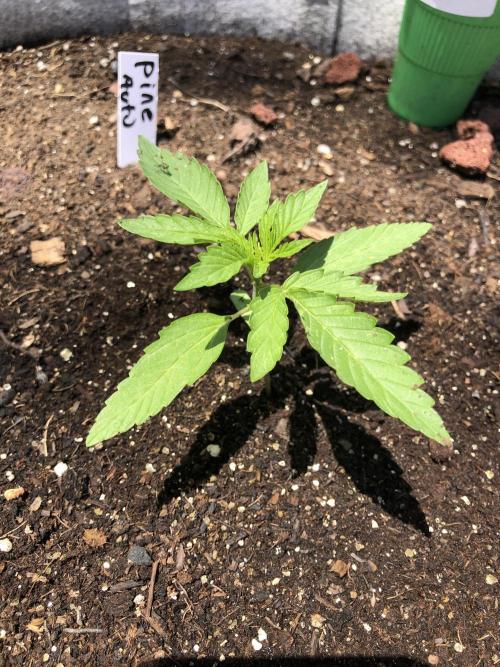 Pine Auto Outdoor Spring 26'. Week 1