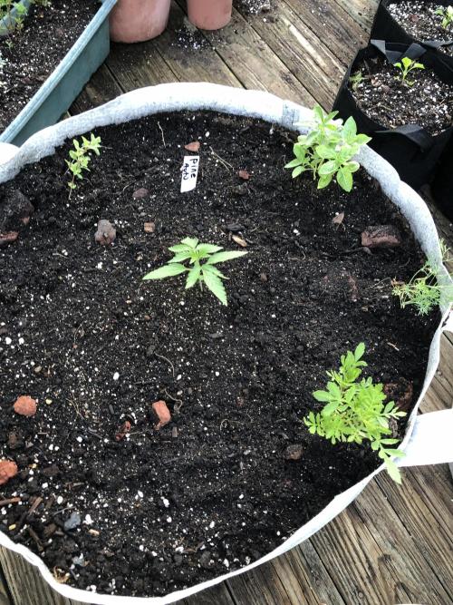 Pine Auto . Week 1