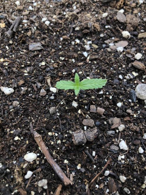 Big Jack Auto Outdoor Spring 26'. Week 1