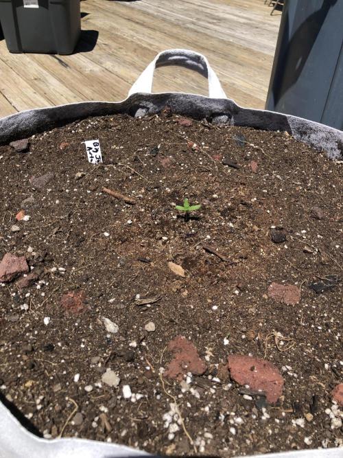 Big Jack Auto Outdoor Spring 26'. Week 1