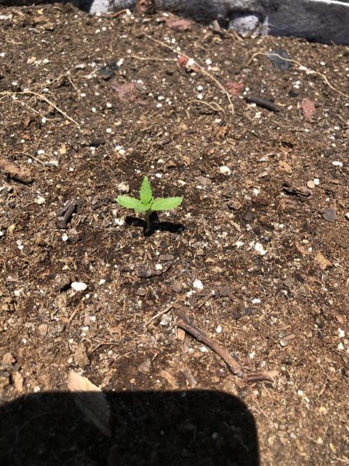Big Jack Auto Outdoor Spring 26'. Week 1