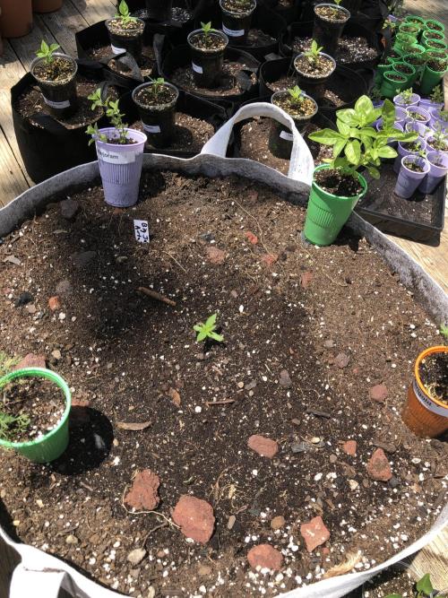 Big Jack Auto Outdoor Spring 26'. Week 1