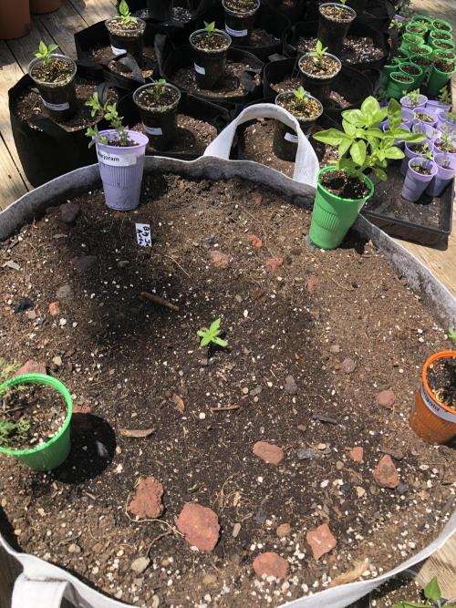 Big Jack Auto Outdoor Spring 26'. Week 1