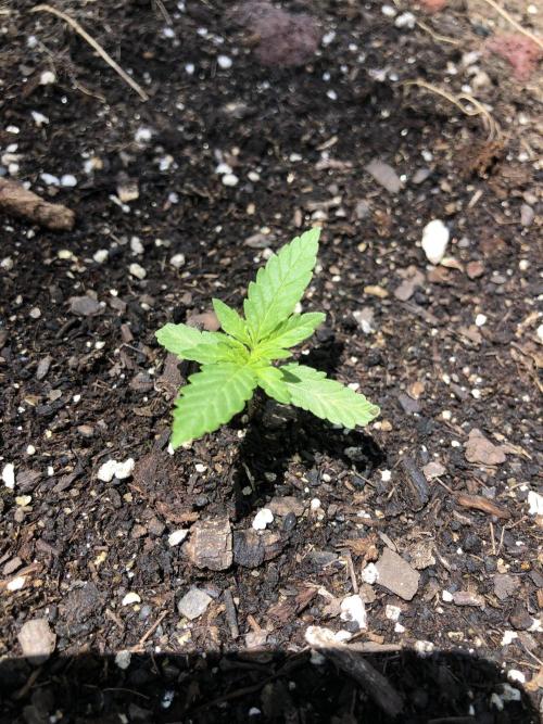 Big Jack Auto Outdoor Spring 26'. Week 1