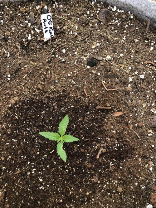 OG Kush Auto Outdoor Spring 26". Week 1