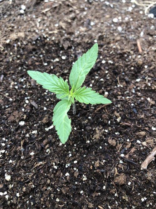 OG Kush Auto Outdoor Spring 26". Week 1