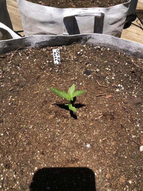 OG Kush Auto Outdoor Spring 26". Week 1