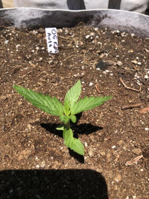 OG Kush Auto Outdoor Spring 26". Week 1