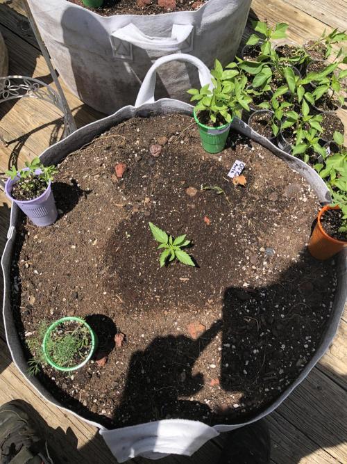 OG Kush Auto Outdoor Spring 26". Week 1