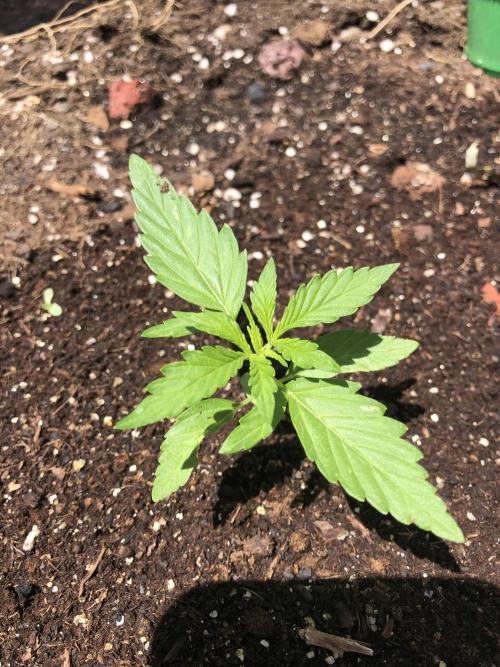 OG Kush Auto Outdoor Spring 26". Week 1